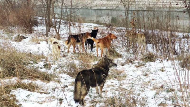 Қарағандыда ит талап өлтірген 6 жастағы қызға қатысты тың деректер шықты