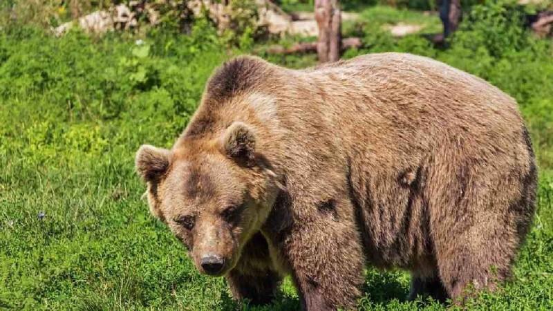 Алматы облысында аю Ресей азаматын өлтіріп кетті - Қазақстан жаңалықтары