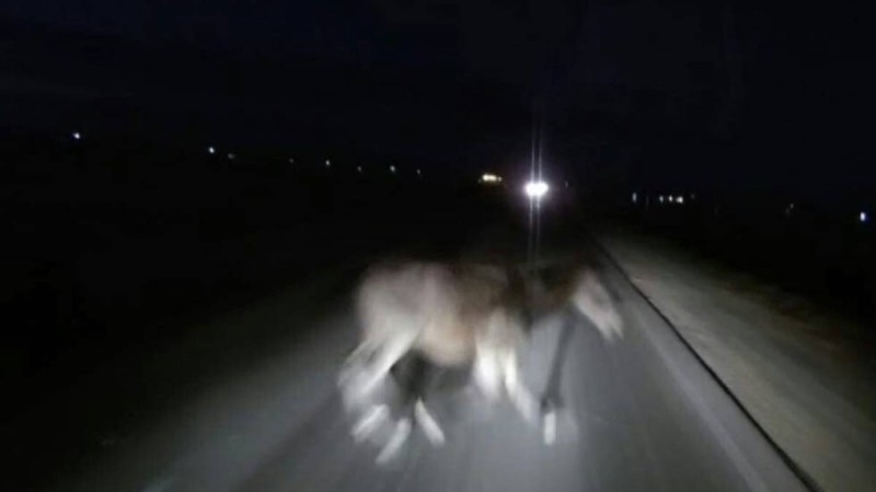 Түркістан облысында көлік жылқыны соғып, үш адам ажал құшты (видео)