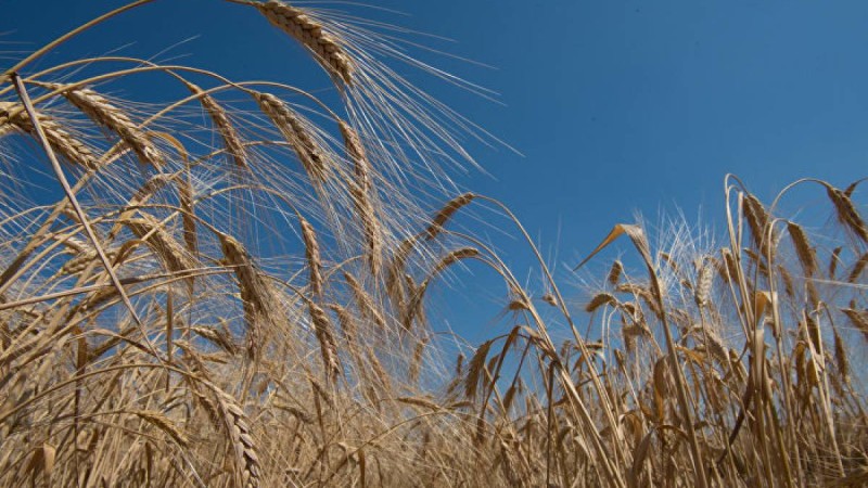 Қазақстан ауыл шаруашылығы өнімдері экспортына шектеулерді алып тастайды