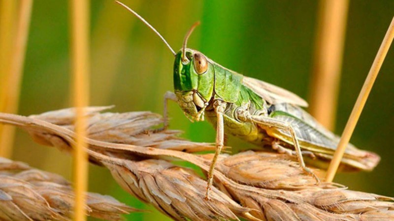 Қазақстанда шегірткелердің таралуының жаңа ошақтары анықталды - Қазақстан жаңалықтары