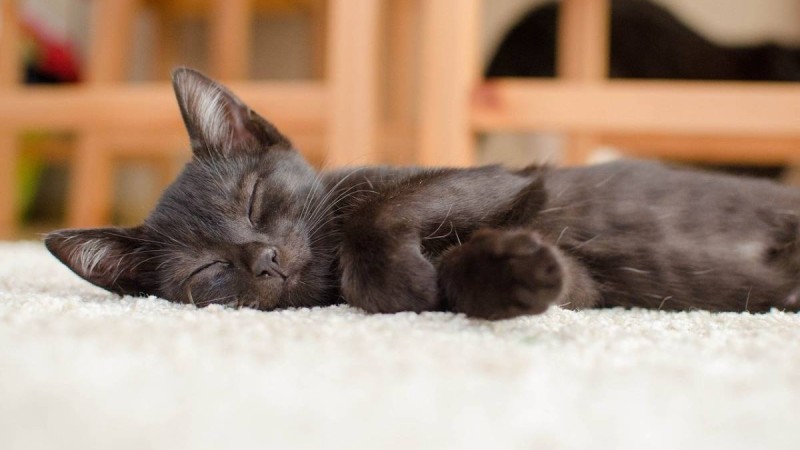 Дәрігер жалқаулықтан арылу әдісін бөлісті