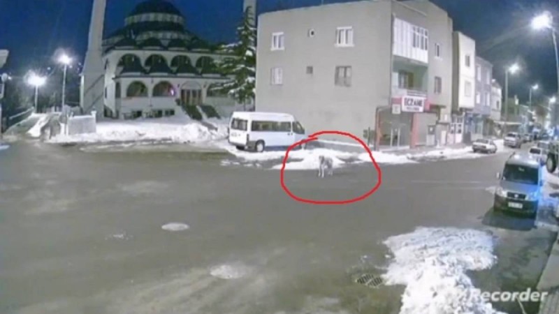 Тоқтаусыз ұлыған ит жер сілкінісі туралы ескертуге тырысқан (видео)