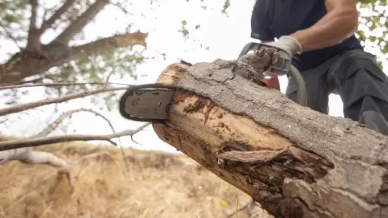 Семейде жоқ ағашты кесуге 150 миллион теңге жұмсамақ болған