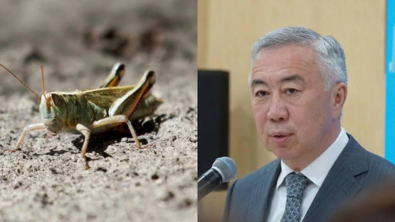 Шегіртке – халал жәндік – вице-премьер Жұманғарин