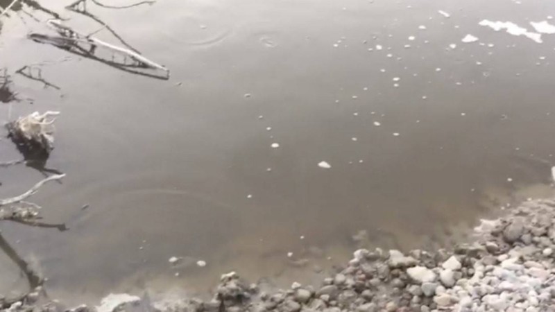 Алматы облысы Талғар өзенінде балықтар жаппай қырыла бастады - Қазақстан жаңалықтары