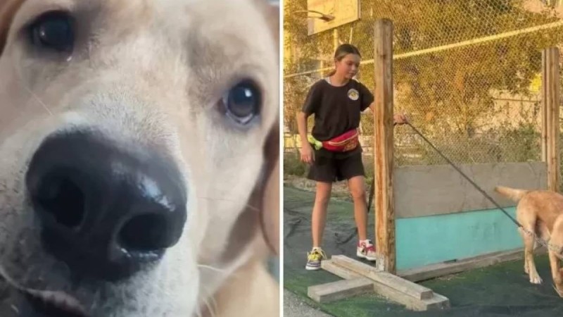 Ақтауда ит суға кеткен иесін құтқарып, өзі батып кеткен