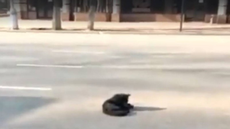 Алматының орталығында "өлі" иттермен салынған видеоға әкімдік түсіндірме берді - Қазақстан жаңалықтары