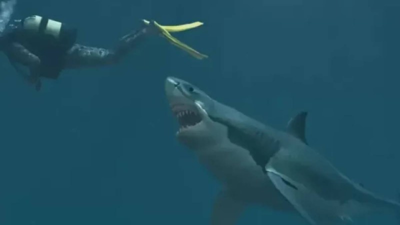 Танымал демалыс орнында акула туристке шабуыл жасады
