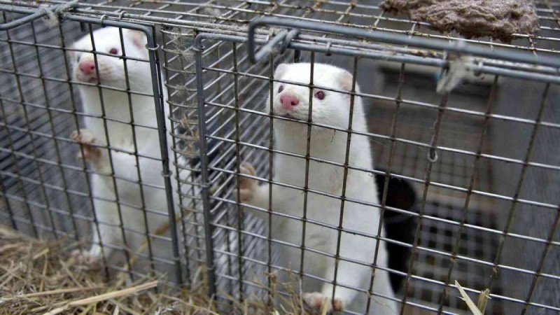 Еуропада мутацияға ұшыраған Covid-19 құндыздан адамға жұқты