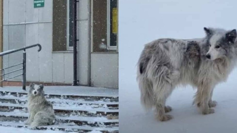 «Жергілікті Хатико»: Ит коронавирустан көз жұмған иесін үш айдан бері аурухананың алдында күтіп жүр