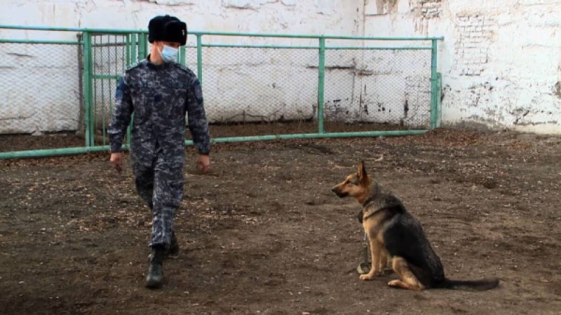 Әйгілі жапон иті Хатиконың хикаясы Қарағандыда қайталанды