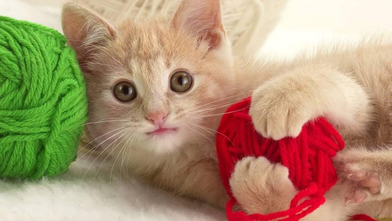 Ақтөбелік құтқарушылар мысықты өрттен аман алып қалды