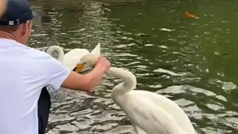 Алматыдағы Ботаникалық бақта екі ер адам аққуды тұншықтырмақ болды (ВИДЕО)