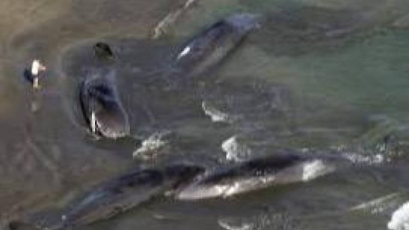 Камчаткадағы жойқын зілзаладан кейін Жапонияда төрт кит жағаға шығып қалды