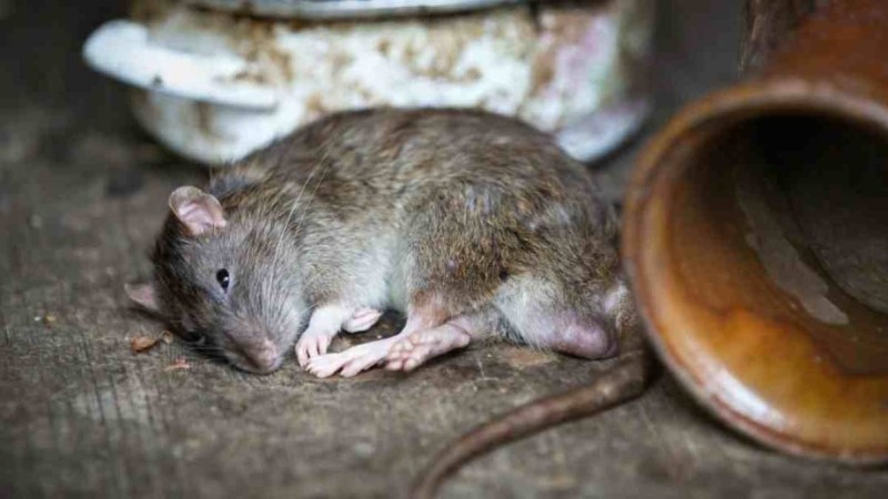 Ресей хантавирус ауруы бойынша әлемде екінші орынға шықты - Қазақстан жаңалықтары