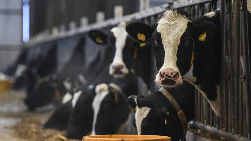 Мамин агроөнеркәсіпті дамытудың жаңа тұжырымдамасын әзірлеуді тапсырды