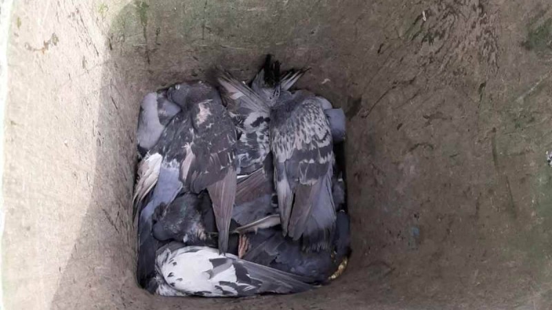 Мамандар Алматы саябағындағы кептерлердің қырылуының болжамды себептерін атады - Қазақстан жаңалықтары