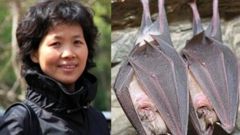 Ухань зертханасы тапқан вирустар "айсбергтің ұшы" ғана болып шықты - Қазақстан жаңалықтары