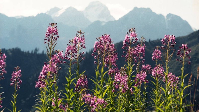 Көк Жайлауда сауық кешін ұйымдастырғандарға қатаң шаралар қолданылады