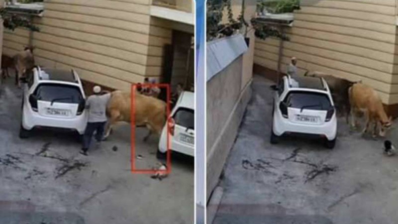 Өзбекстанның Наманған облысында сиыр ананы және бір жасар баланы басып кетті