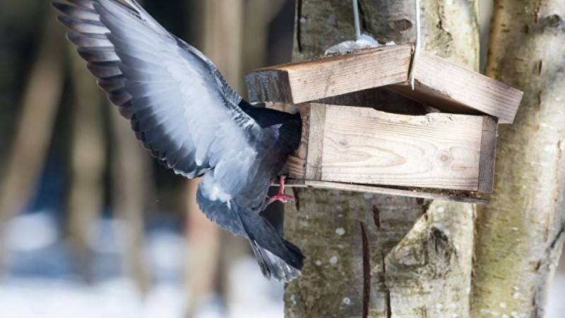 мамандар көгершін өлексесіне қатысты түсініктеме берді