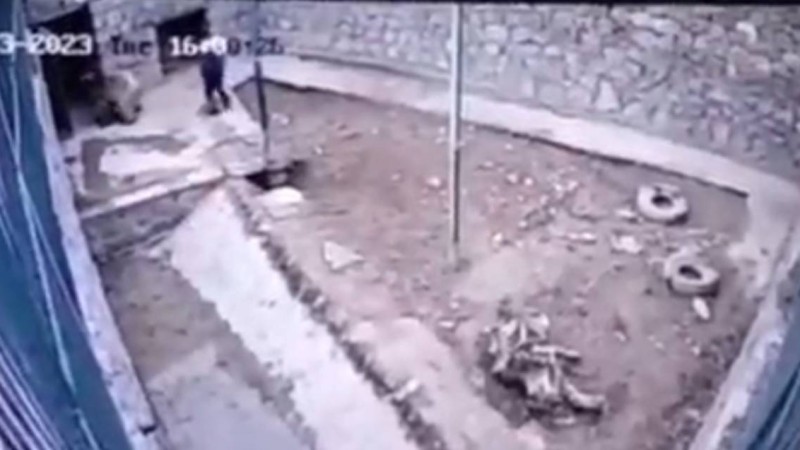 Өбекстанның хайуанаттар бағында аю қызметкерді тістеп, жұлмалап тастаған