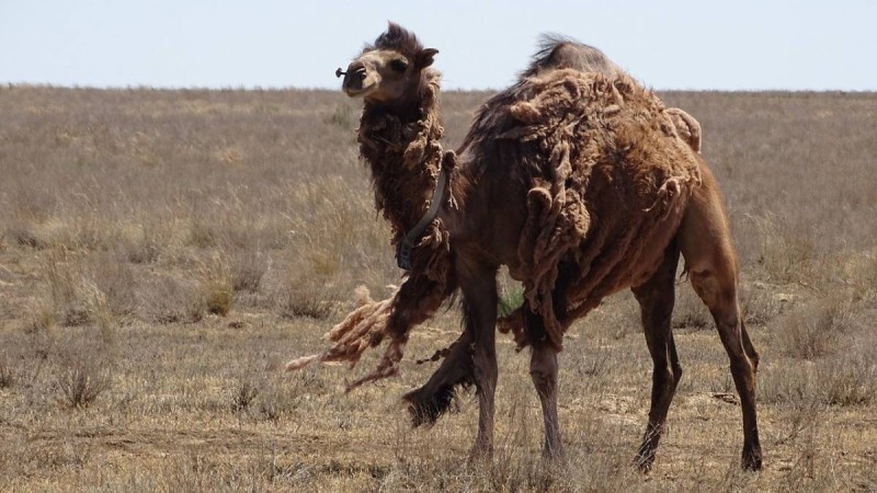 «Қызыл» аймаққа тағы бір өңір өтті