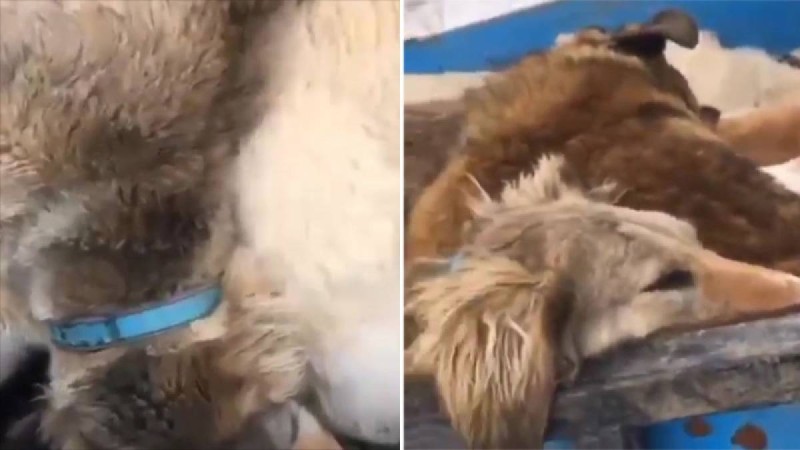 Тазы итті айуандықпен өлтірген : Видео қазақстандықтарды есеңгіретіп тастады