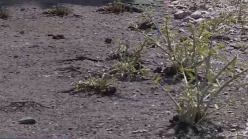 "Төселгеніне бір ай да болған жоқ" Жамбыл облысында жаңа асфальтқа шөптер шығып кеткен - Қазақстан жаңалықтары