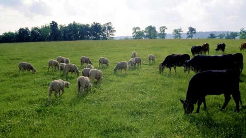 Бородулиха ауданы әкімдігі халықтың мал жаятын жерін кәсіпкерге заңсыз беріп жіберген