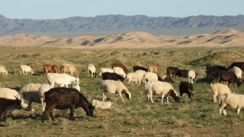 Қарағанды облысындағы ауылдардың бірінде мал жаппай қырылып қалған (видео)