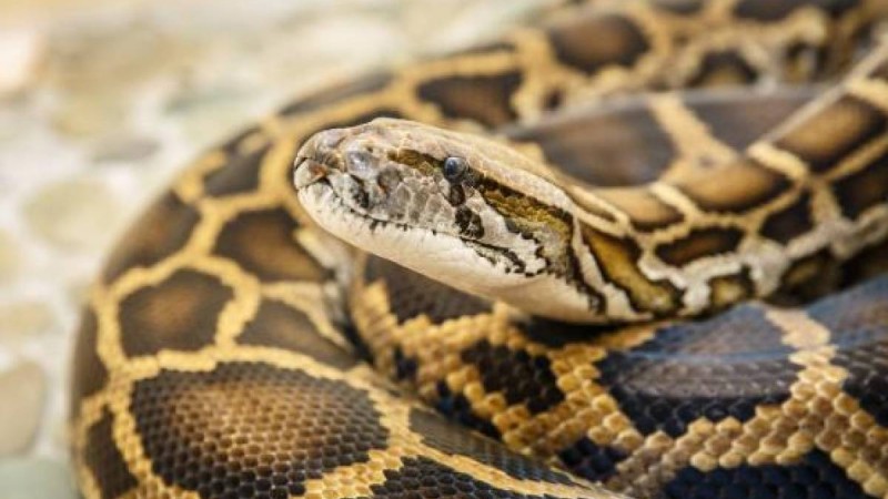 Индонезияда жоғалып кеткен фермердің денесі алып питонның ішінен табылды