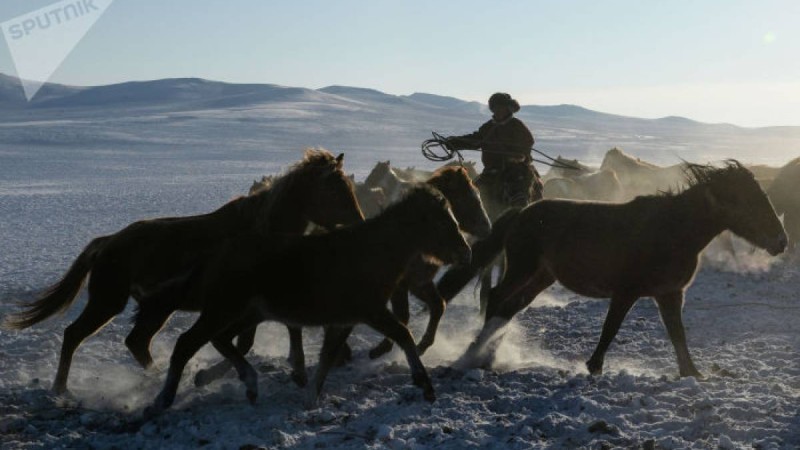мал ұрлығы үшін жаза күшейтіледі