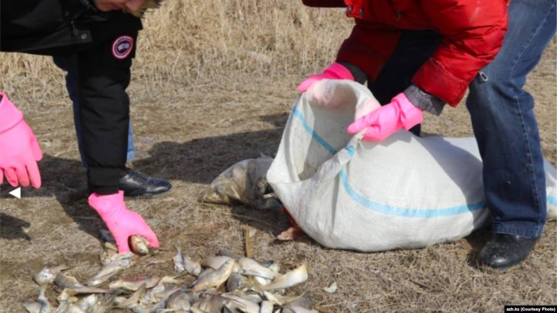 Атырауда "балықтың қырылуына" байланысты іс бойынша үкім оқылды