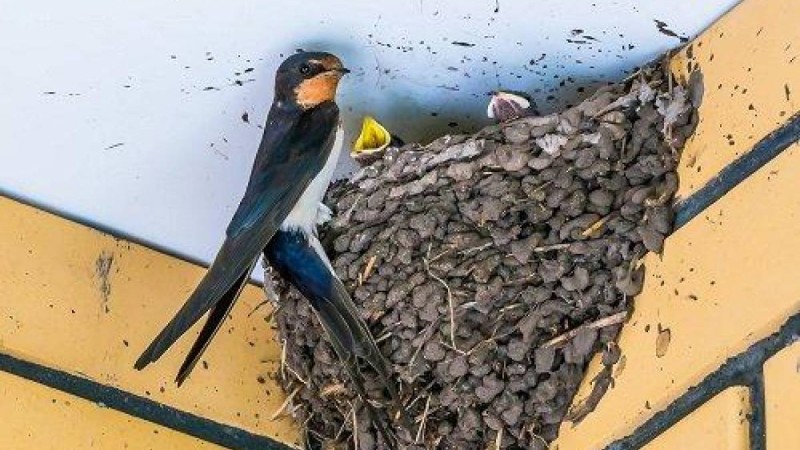 Қарлығаштардың ұясын сақтап қалғысы келген құрылысшы жұмыстан шеттетілді