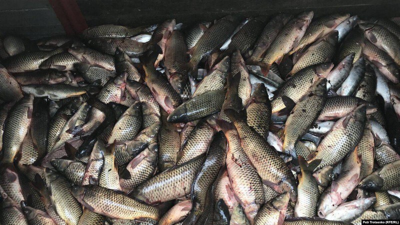 Жайықта қырылған балық. Жаңа дерек пен "даулы" сот