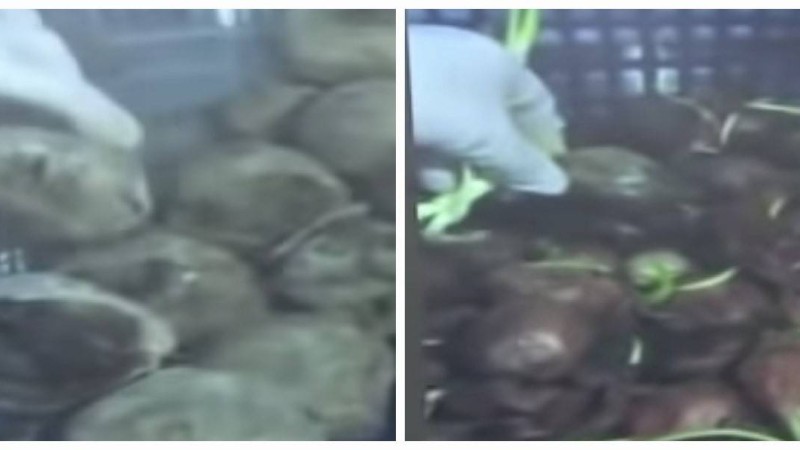 "Шіріген көкөністерден тамақ жасайды": Түркістан облысындағы интернаттан шу шықты - Қазақстан жаңалықтары