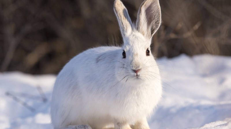 Биыл Жаңа жылда неліктен қоян сыйлауға болмайды?