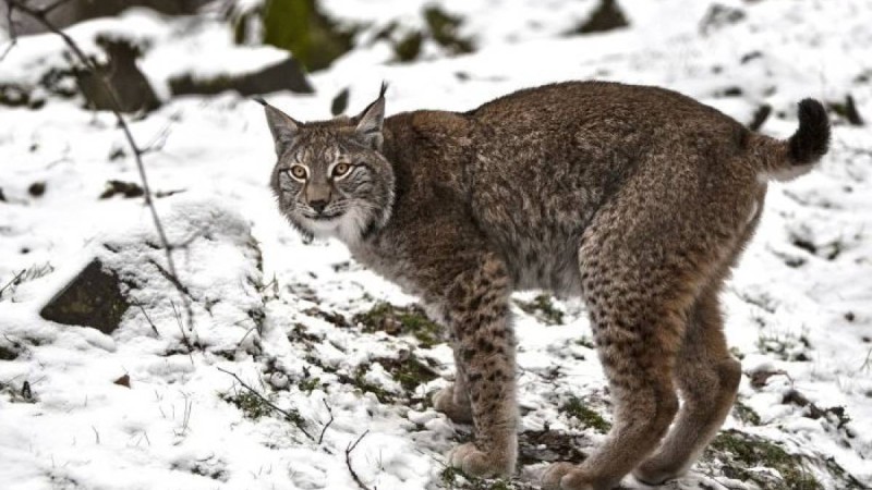 Семейде жыртқыш аң видеоға түсіп қалды