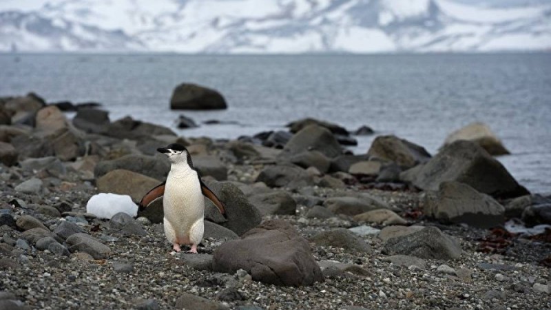 Антарктидада жылына 126 мың доллар жалақы төлейтін жұмыс орны ашылды