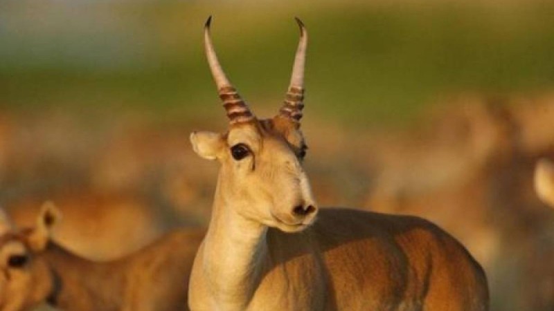 Экология министрлігі 800 мың киікті атпақ