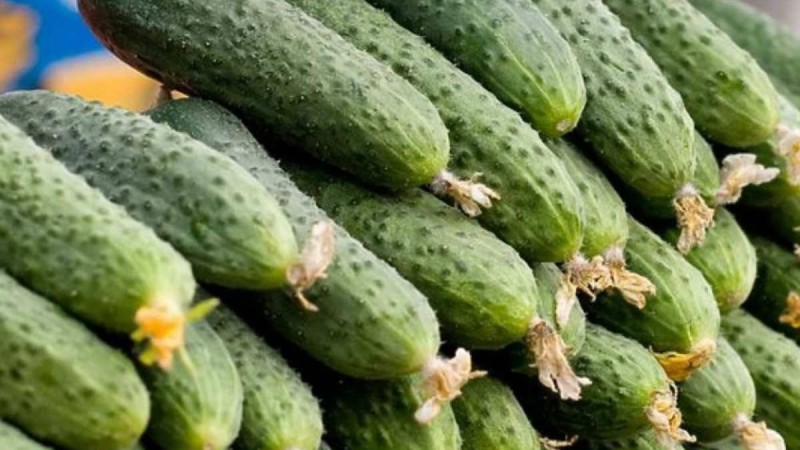 Ираннан әкелген зиянды 62 тонна қияр жойылды - Қазақстан жаңалықтары