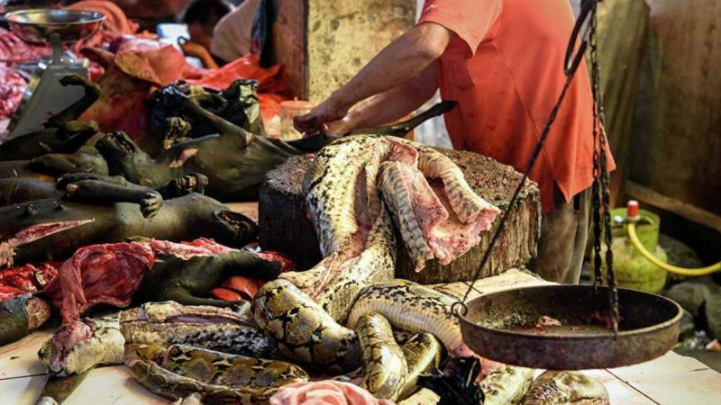 Уханьда жабайы аңдарды жеуге тыйым салынды - Қазақстан жаңалықтары