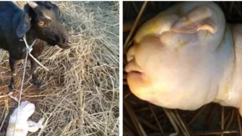 Ешкі балаға ұқсас лақ туды (фото)