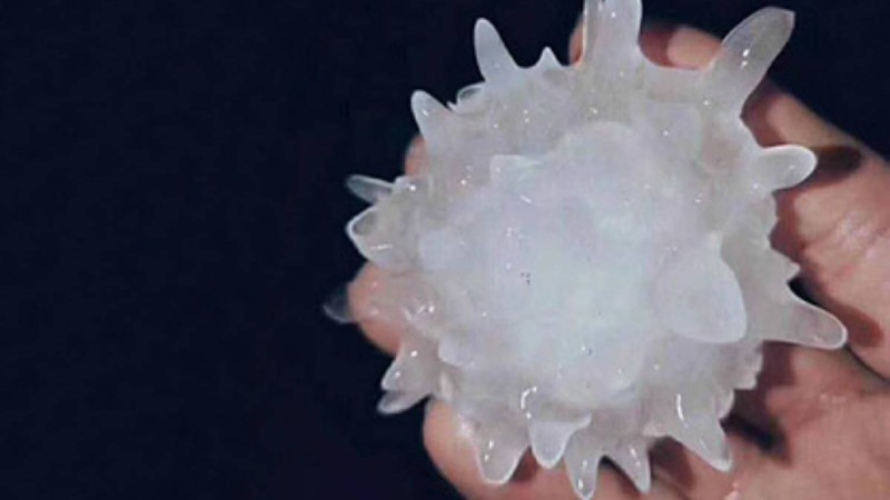 "Құдайдың жолдауы": "Коронавирусты бұршақ" адамдарды шошытты