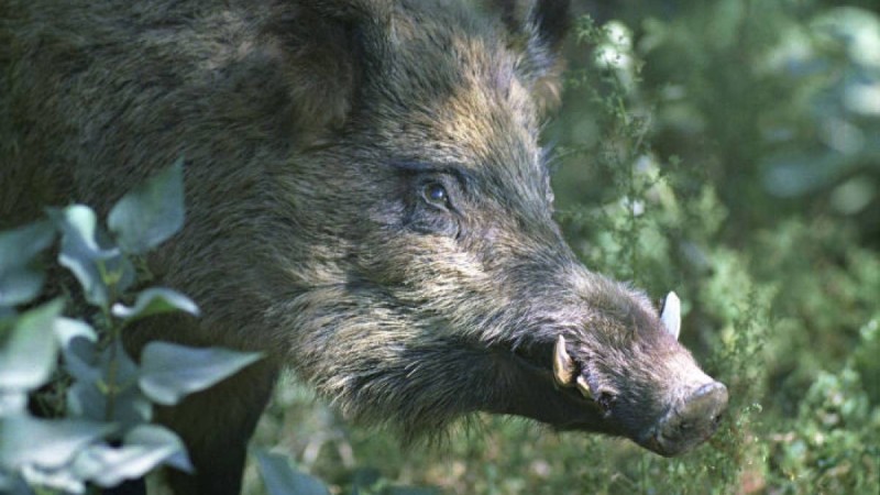 Ақтөбеде жабайы қабанды күрекпен ұрып өлтіргендер ұсталды