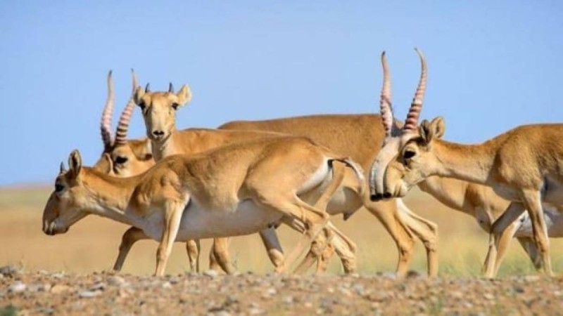 Тоқаев Қытайға 1 500 ақбөкен сыйлады