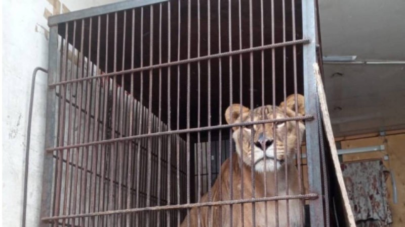 Желідегі жанжал: Ресей циркі Павлодардан кетті