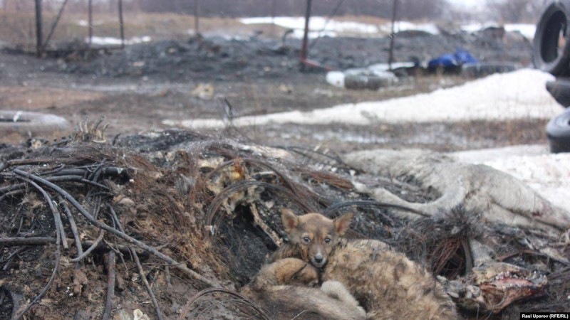 "Ит Освенцимі". Қазақстанның батысындағы иесіз жануарлардың аянышты жағдайы